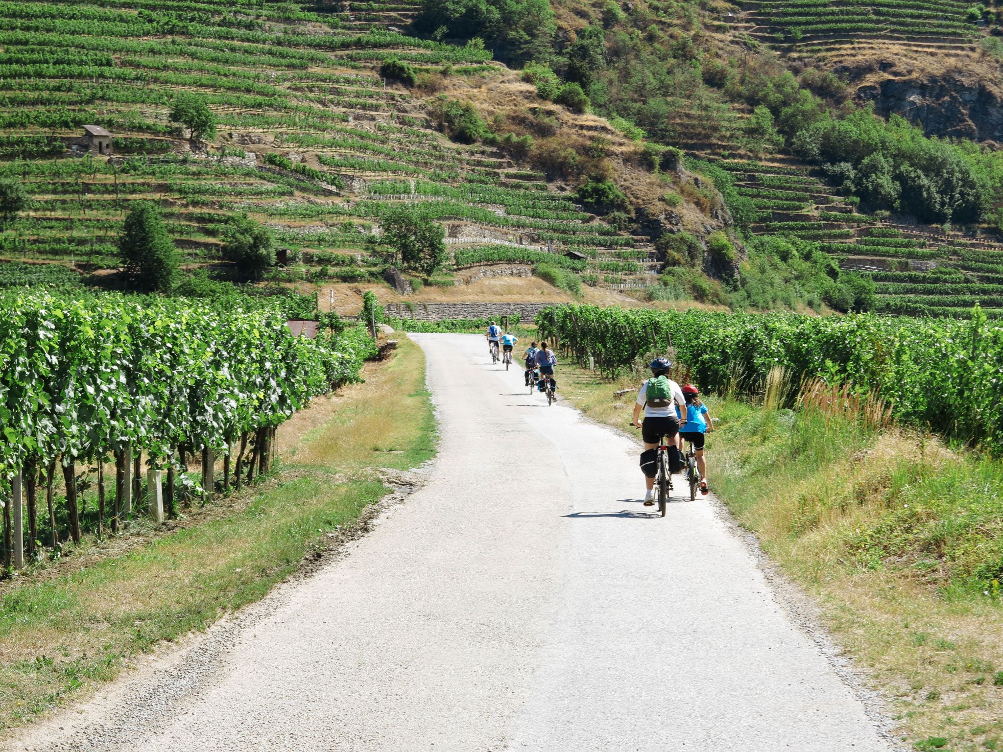 Cicloturisti, paesaggio verde di montagna, distese di piante, campi, vacanza per famiglie, tra Germania e Austria